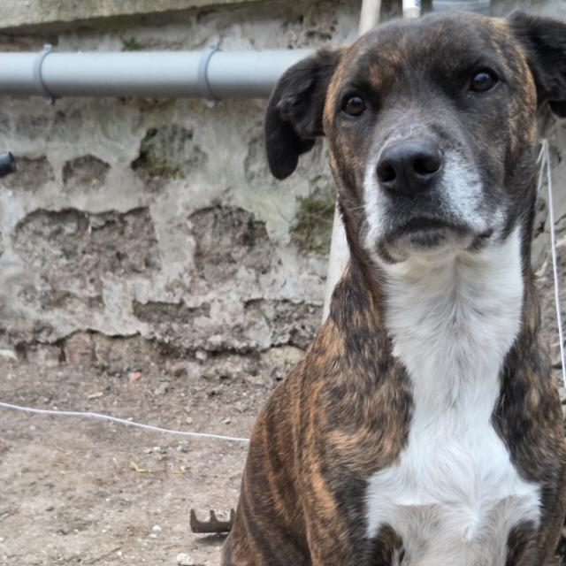 Bucky — Chien bringé foncé — 6 ans