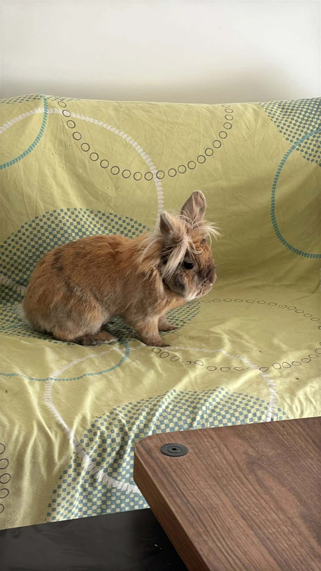 Grignotte — Lapin nain — 11 ans