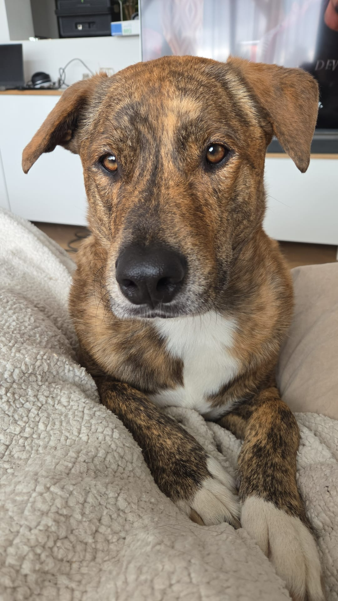 Max — Chien bringé clair — 5 ans