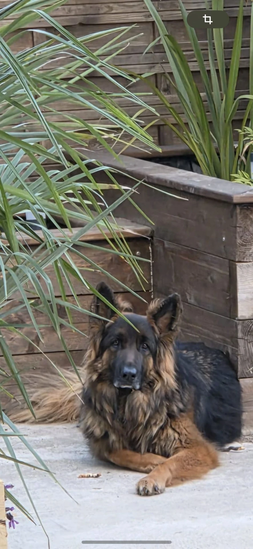 Volt — Berger allemand — 7 ans